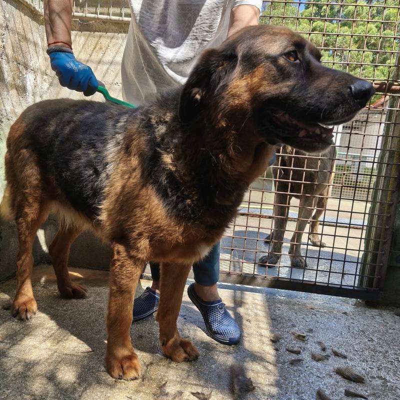 Una voluntaria cepilla a un perro en el refugio